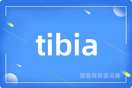 tibia