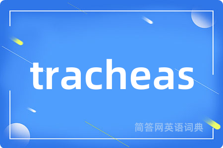 tracheas