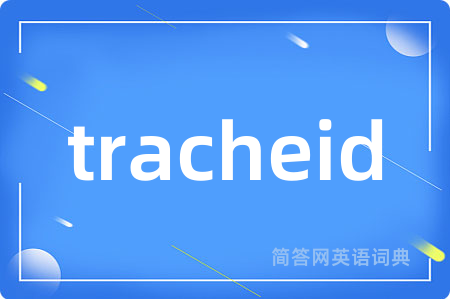 tracheid