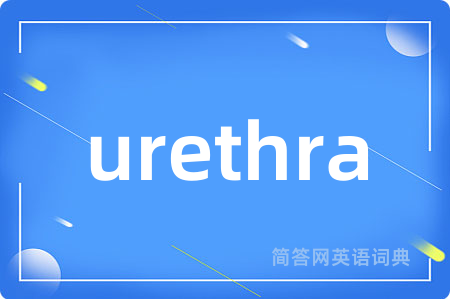 urethra