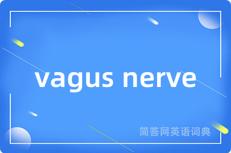 vagus nerve
