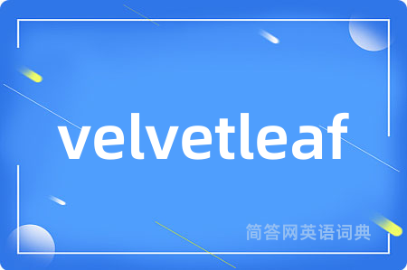 velvetleaf
