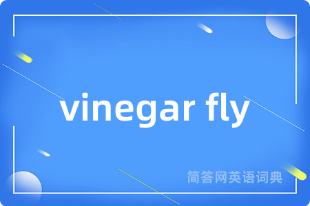 vinegar fly