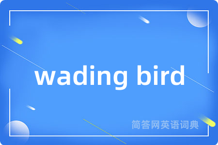 wading bird