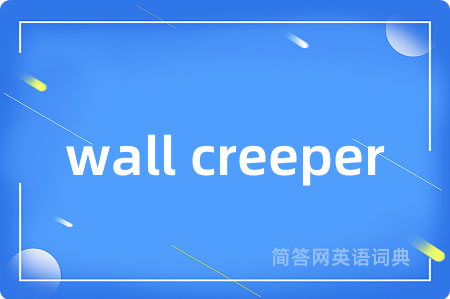 wall creeper