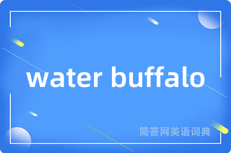 water buffalo