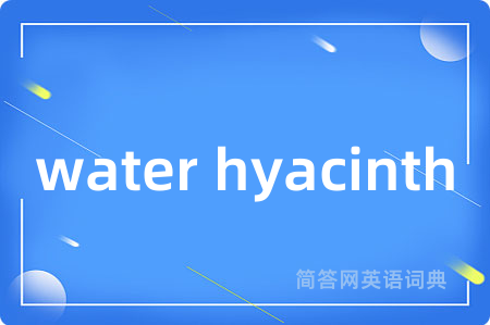 water hyacinth