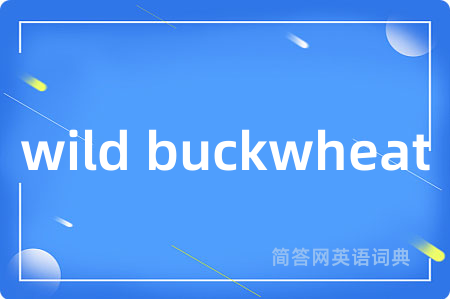 wild buckwheat
