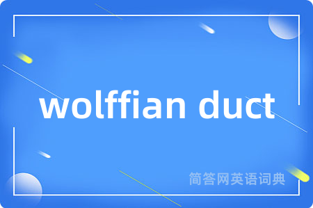 wolffian duct